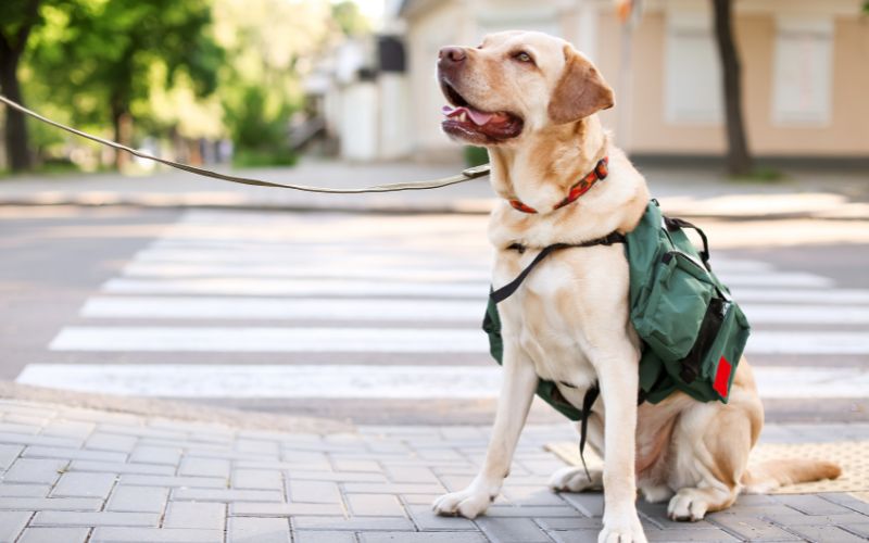 What’s the difference between emotional support animals and assistance animals?